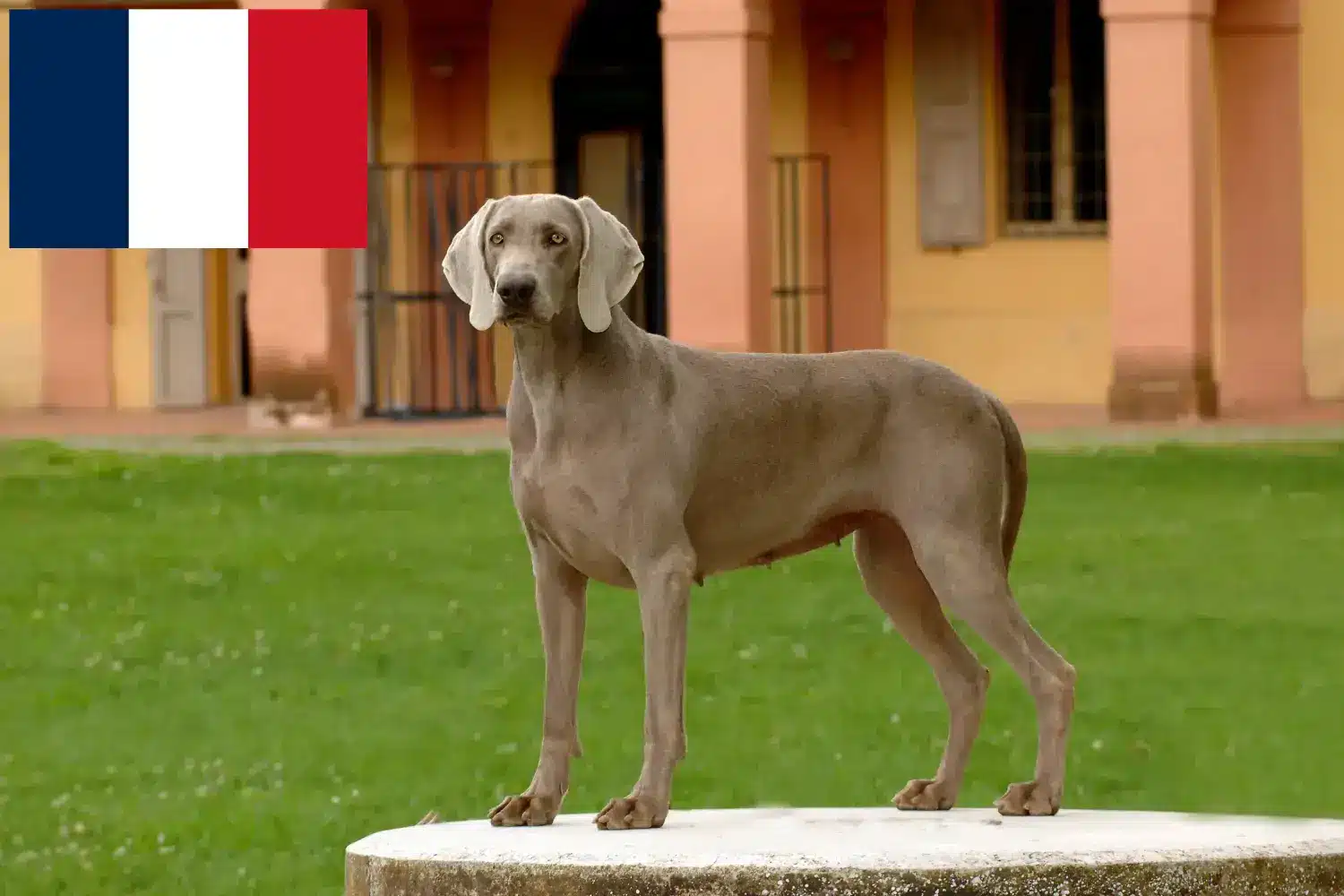 Weimaraner kölykök és tenyésztők Franciaország Itt megtalálja a franciaországi weimaraner tenyésztőket.