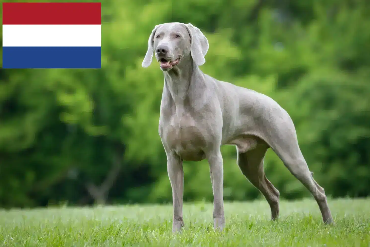 Weimaraner kölykök és tenyésztők Hollandia Itt megtalálja a hollandiai weimaraner tenyésztőket.
