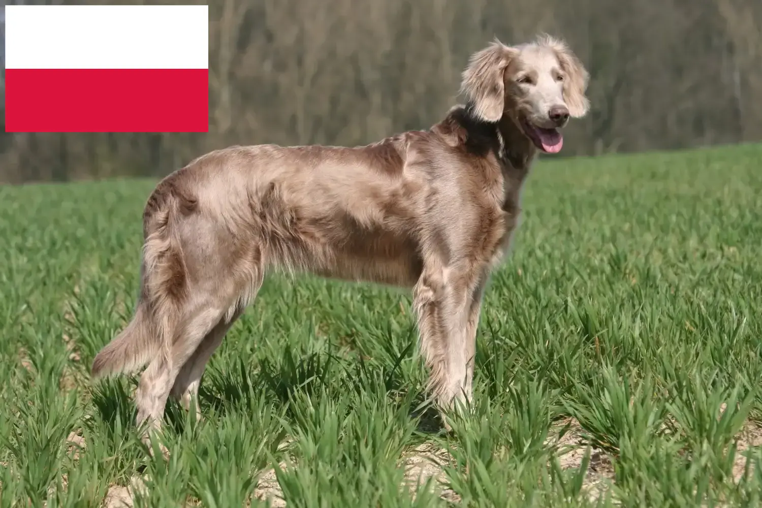 Weimaraner kölykök és tenyésztők Lengyelország Itt megtalálja a Lengyelországban található weimaraer tenyésztőket.