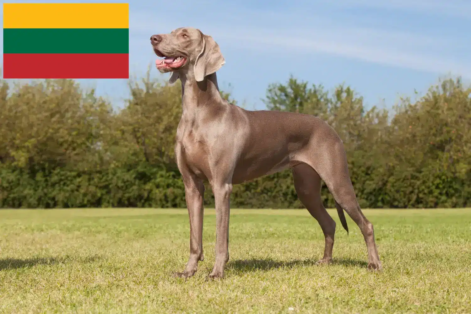 Weimaraer kölykök és tenyésztők Litvánia Itt találhat weimaraer tenyésztőket Litvániában.