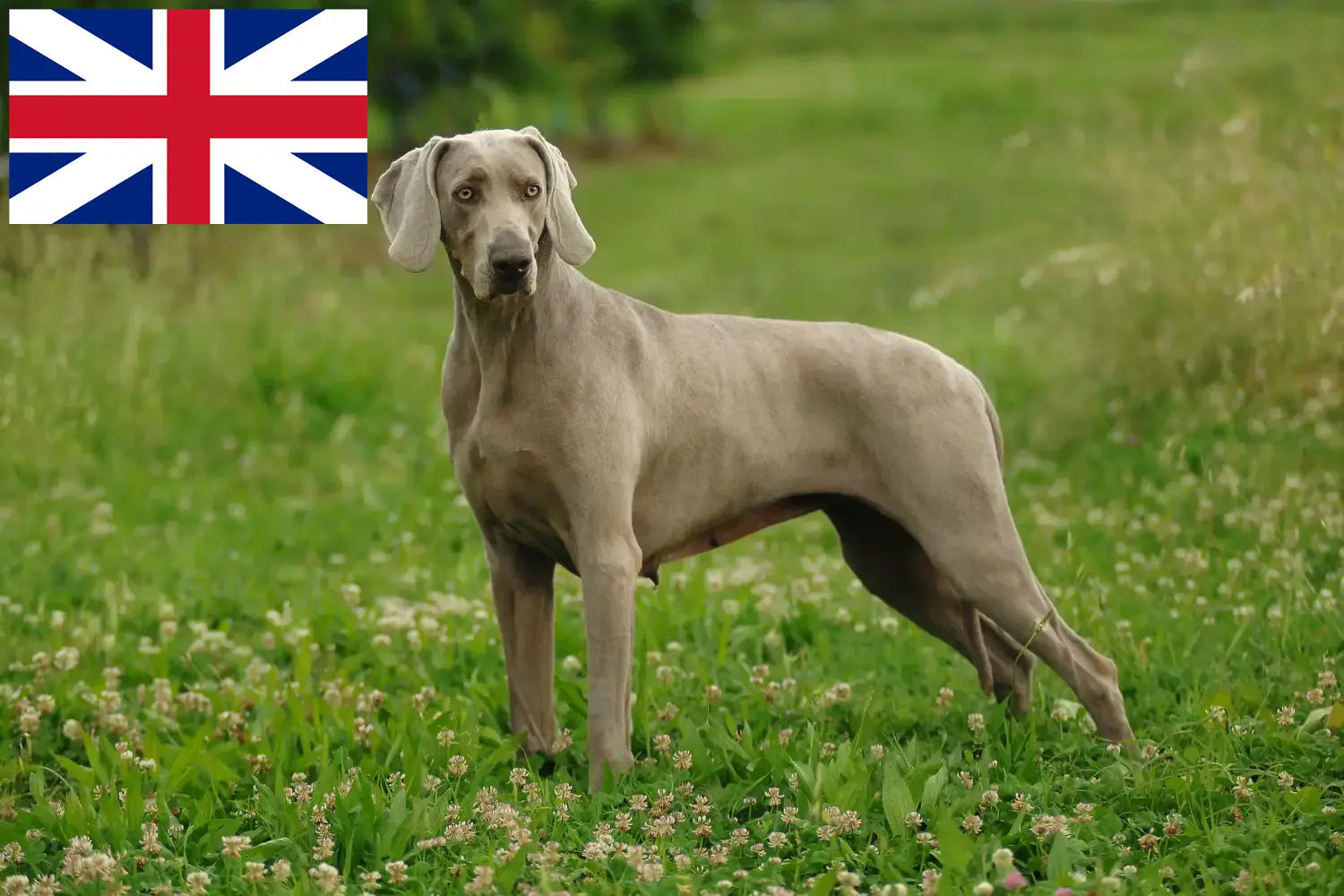 Weimaraner kölykök és tenyésztők Nagy-Britannia Itt találhat weimaraer tenyésztőket Nagy-Britanniában.