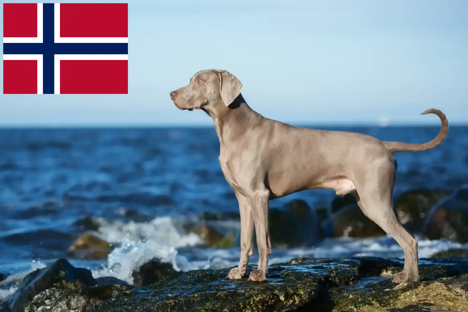 Weimaraner kölykök és tenyésztők Norvégia Itt megtalálja a norvégiai weimaraer tenyésztőket.