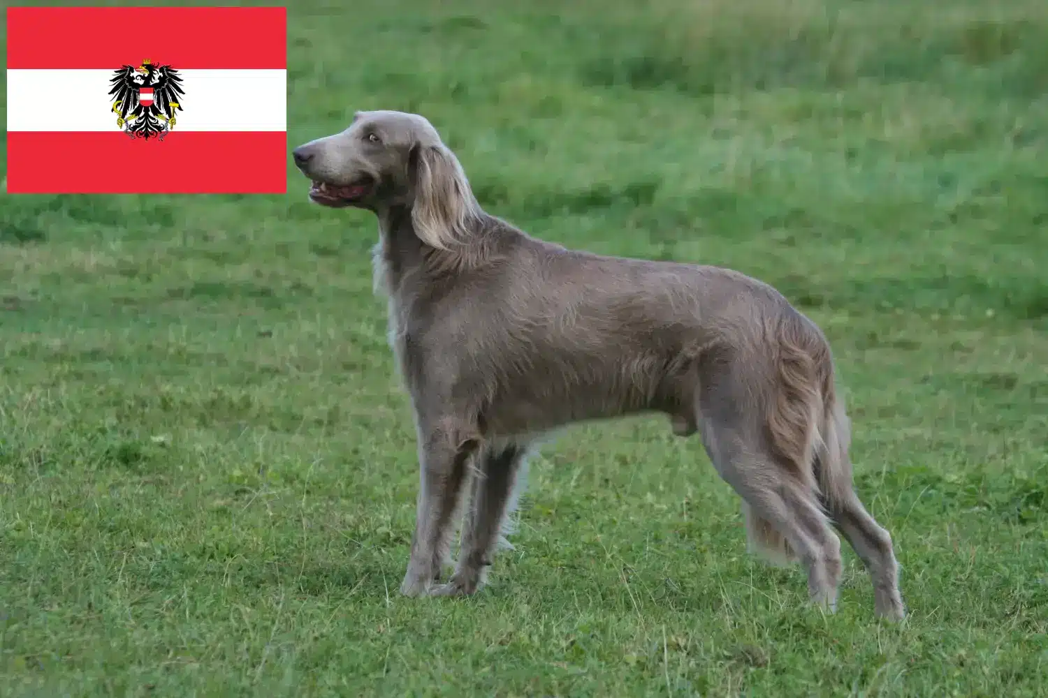 Weimaraer kölykök és tenyésztők Ausztria Itt megtalálhatja az ausztriai weimaraer tenyésztőket.