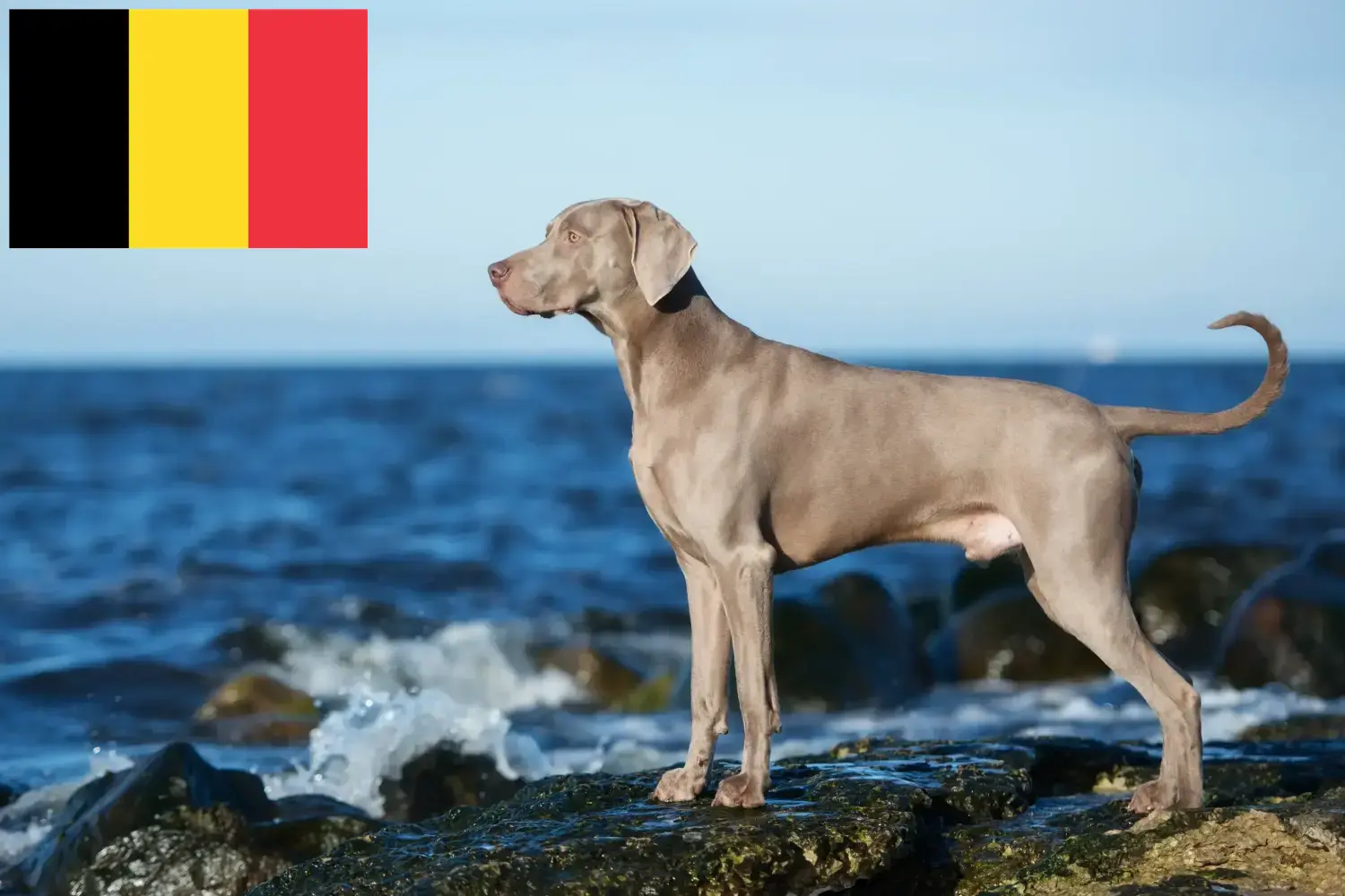 Weimaraner kölykök és tenyésztők Belgium Itt találhat weimaraer tenyésztőket Belgiumban.