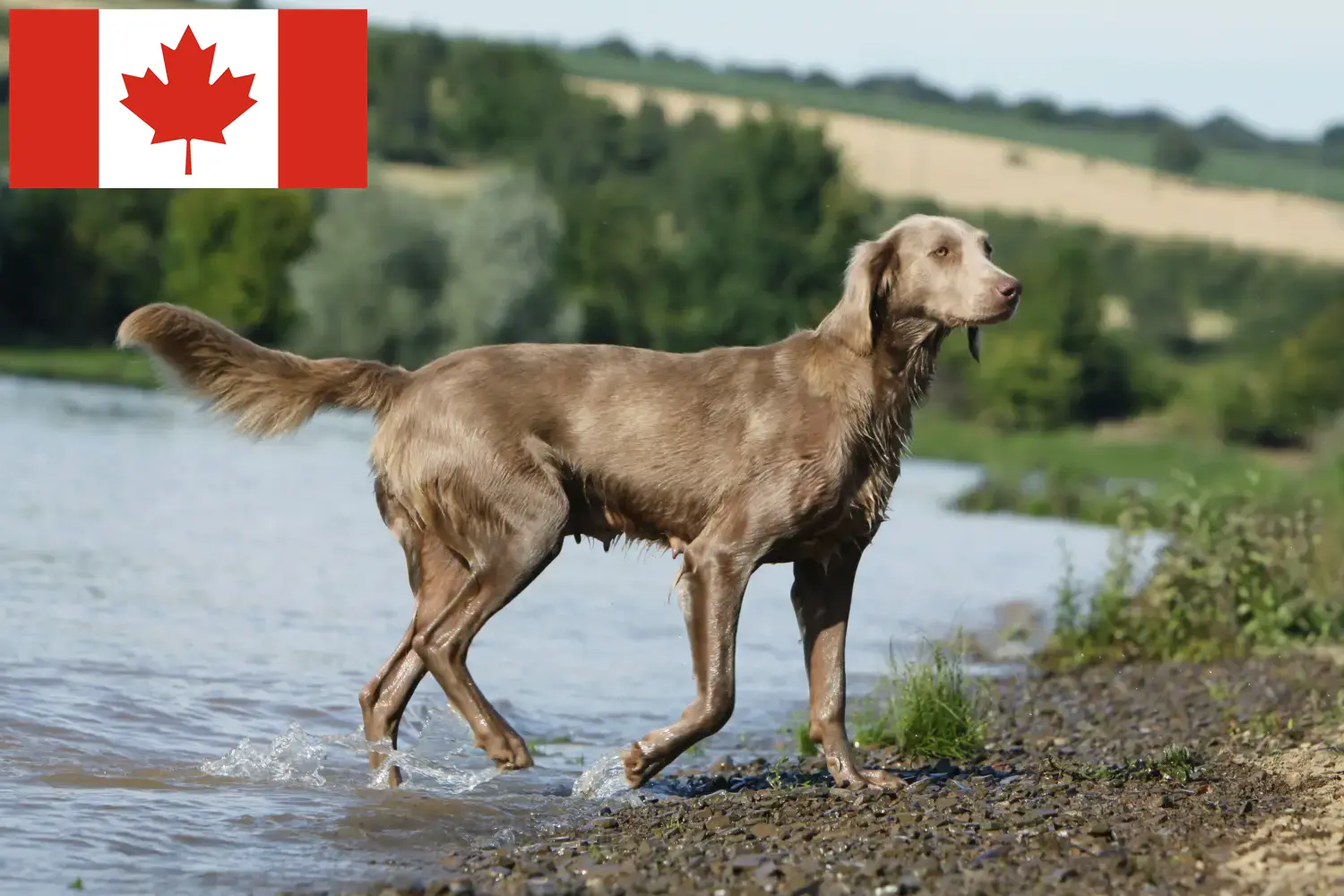 Weimaraner kölykök és tenyésztők Kanada Itt megtalálja a kanadai weimaraner tenyésztőket.