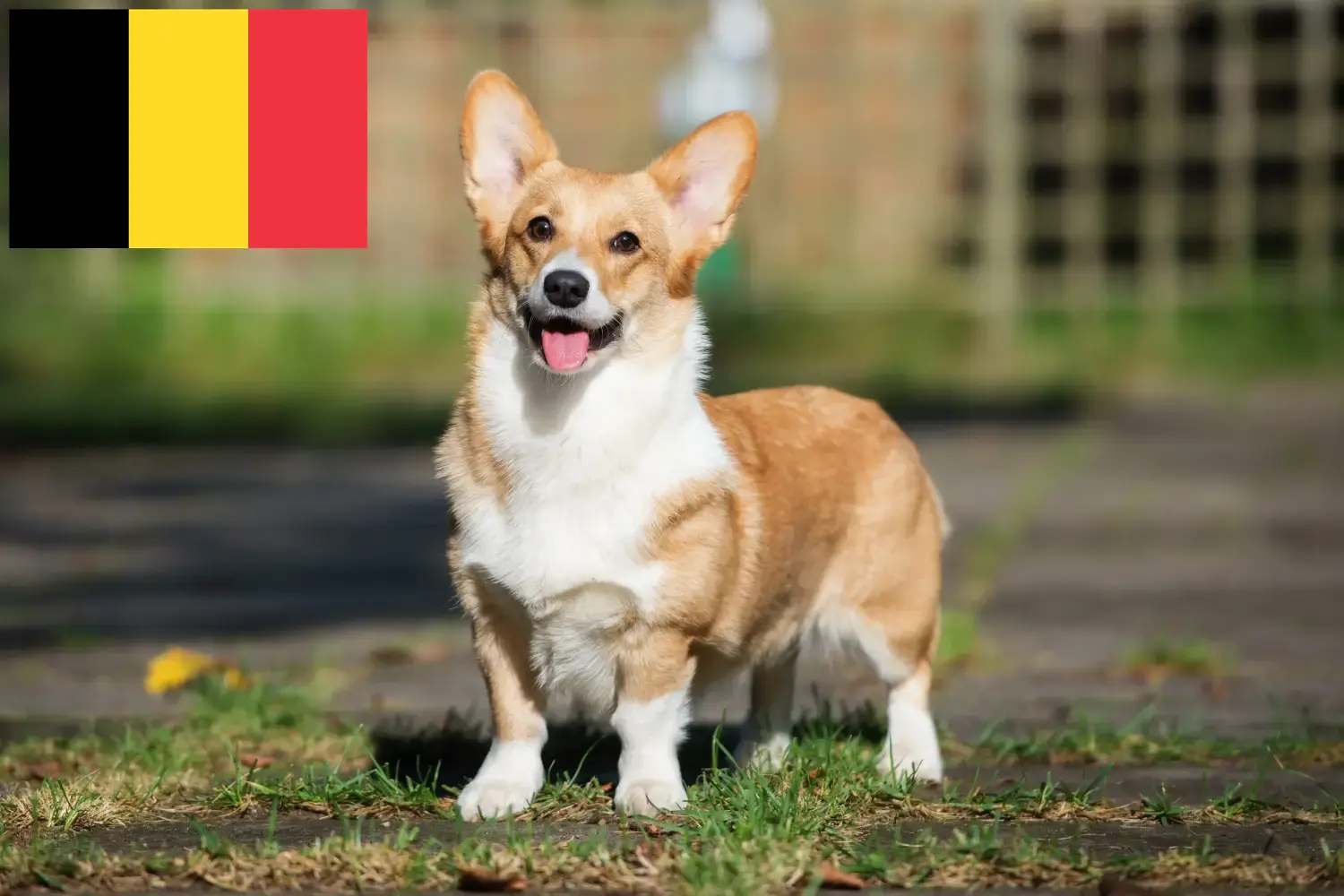 Welsh Corgi kiskutyák és tenyésztők Belgium Itt megtalálja a Belgiumban található welsh corgis tenyésztőket.