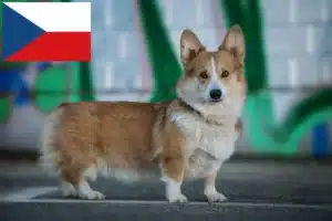 Read more about the article Welsh Corgi tenyésztők és kölykök Csehországban