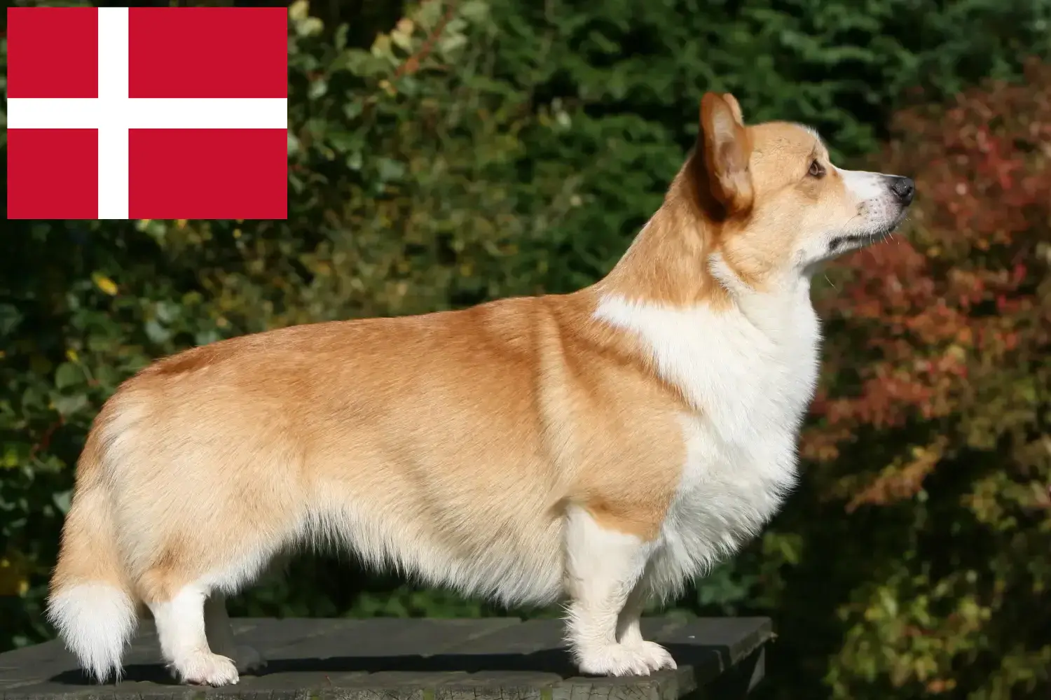 Welsh Corgi kölykök és tenyésztő Dánia Itt megtalálja a dániai welsh corgis tenyésztőket.