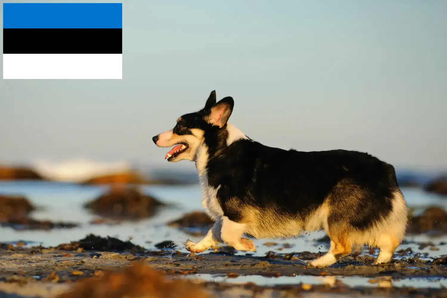 Welsh Corgi kiskutyák és tenyésztők Észtországban Keresse meg a welsh corgis tenyésztőket Észtországban.
