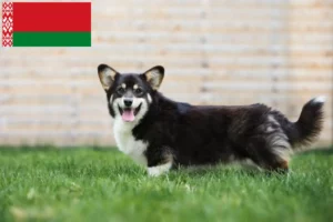 Read more about the article Welsh Corgi tenyésztők és kölykök Fehéroroszországban