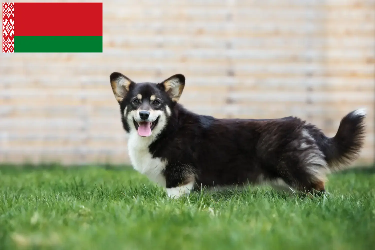 Welsh Corgi kiskutyák és tenyésztők Fehéroroszország Itt találhat Welsh Corgis tenyésztőket Fehéroroszországban.