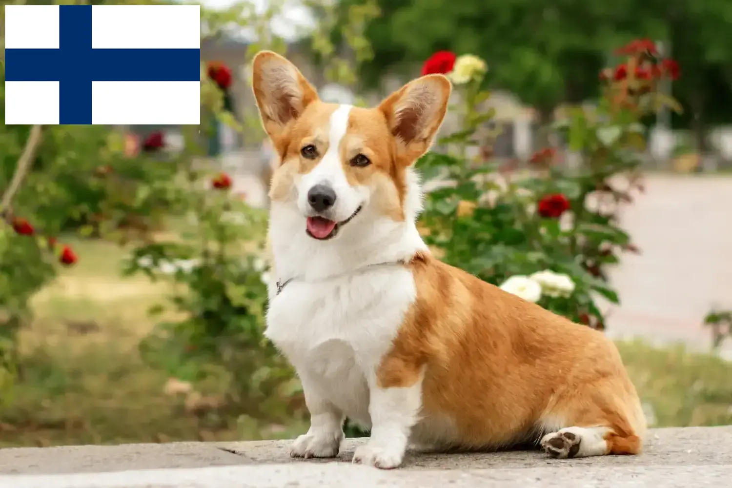 Welsh Corgi kiskutyák és tenyésztők Finnország Találd meg a Welsh Corgis tenyésztőket Finnországban.
