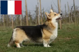 Read more about the article Welsh Corgi tenyésztők és kölykök Franciaországban