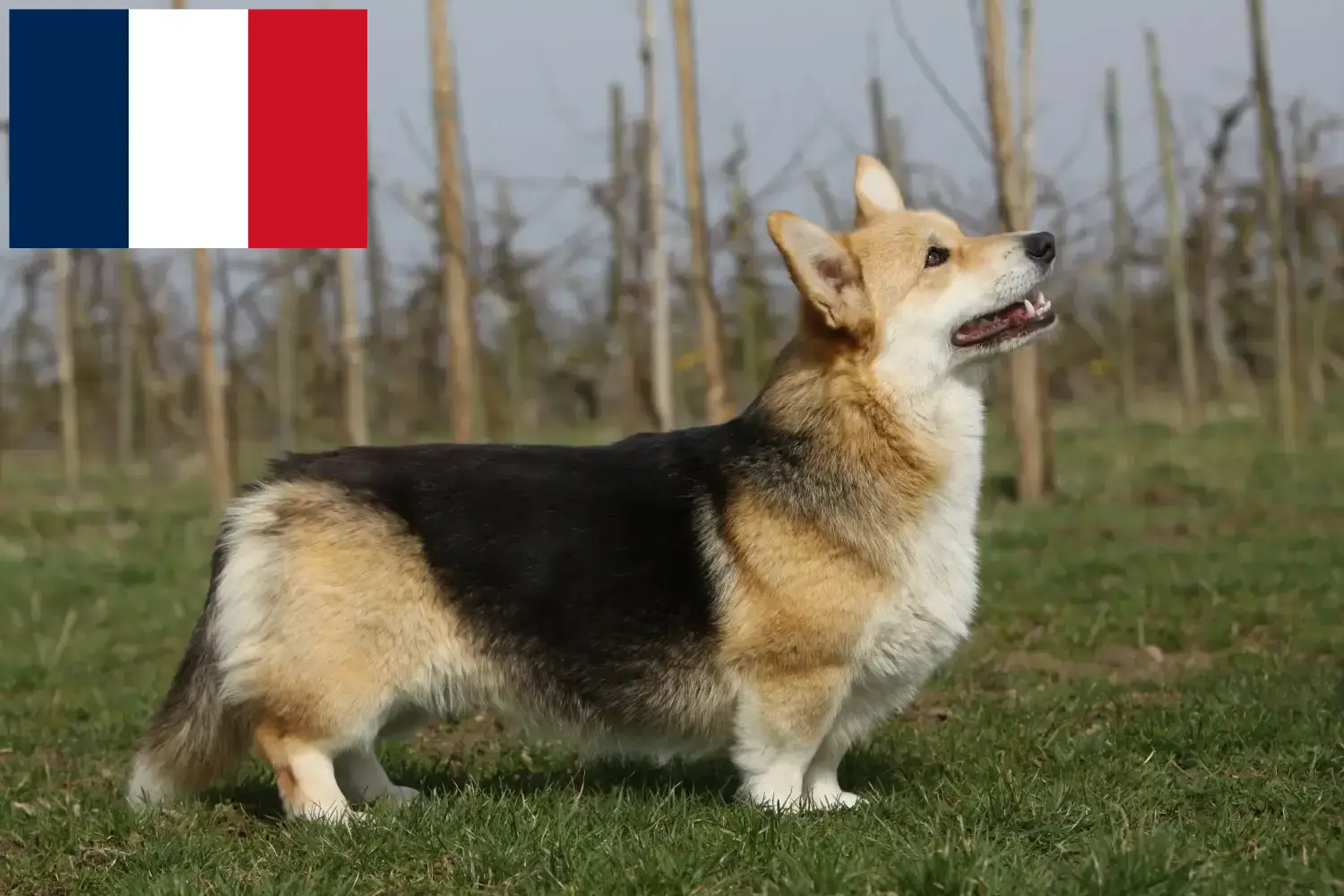 Welsh Corgi kiskutyák és tenyésztők Franciaország Itt megtalálja a franciaországi welsh corgis tenyésztőket.