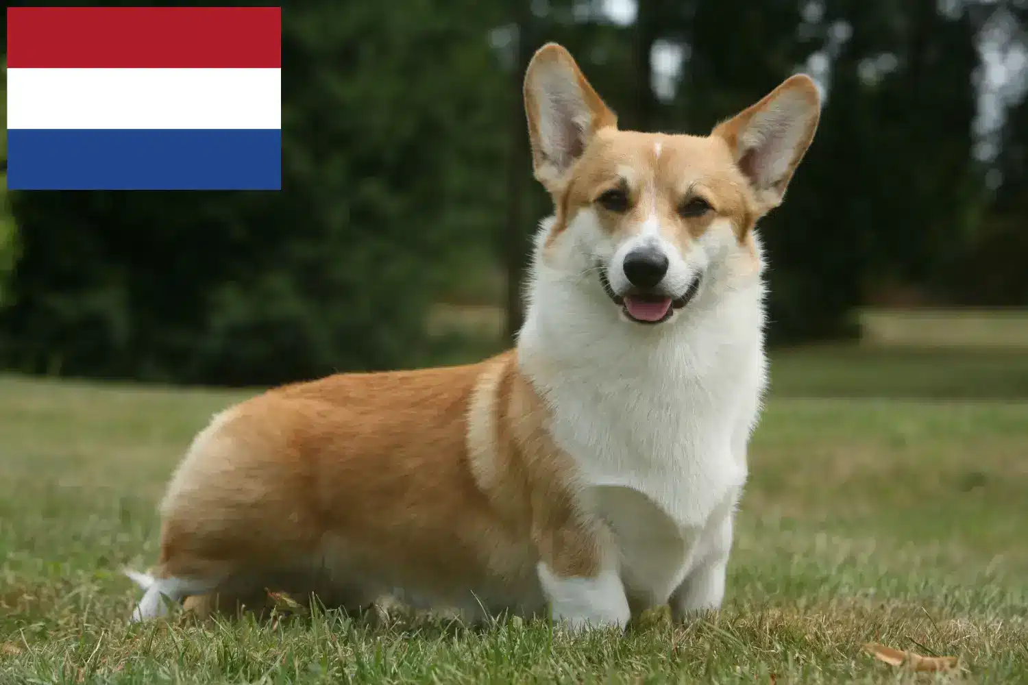 Welsh Corgi kölykök és tenyésztők Hollandia Itt találhat Welsh Corgis tenyésztőket Hollandiában.