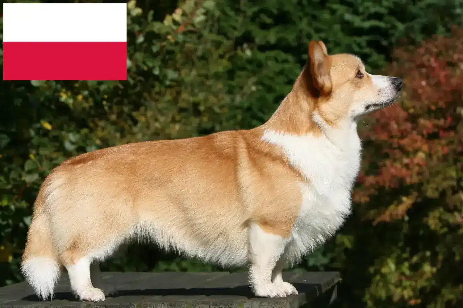 Welsh Corgi kölykök és tenyésztő Lengyelország Itt találhat Welsh Corgis tenyésztőket Lengyelországban.