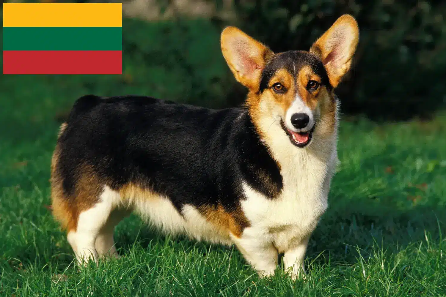 Welsh Corgi kiskutyák és tenyésztők Litvánia Keress welsh corgis tenyésztőket Litvániában.