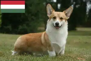 Read more about the article Welsh Corgi tenyésztők és kölykök Magyarországon