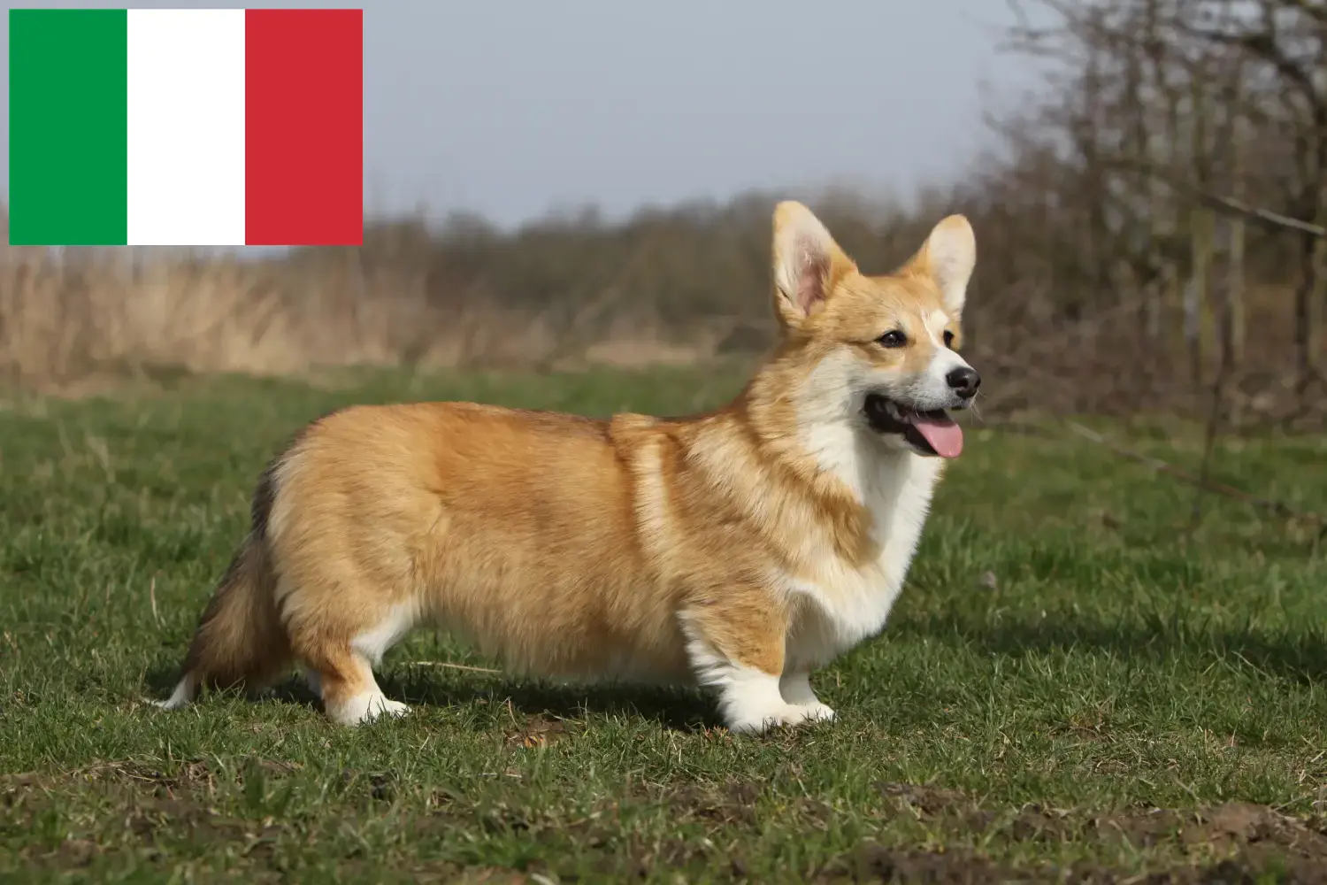 Welsh Corgi kiskutyák és tenyésztők Olaszországban Itt megtalálja az olaszországi welsh corgis tenyésztőket.