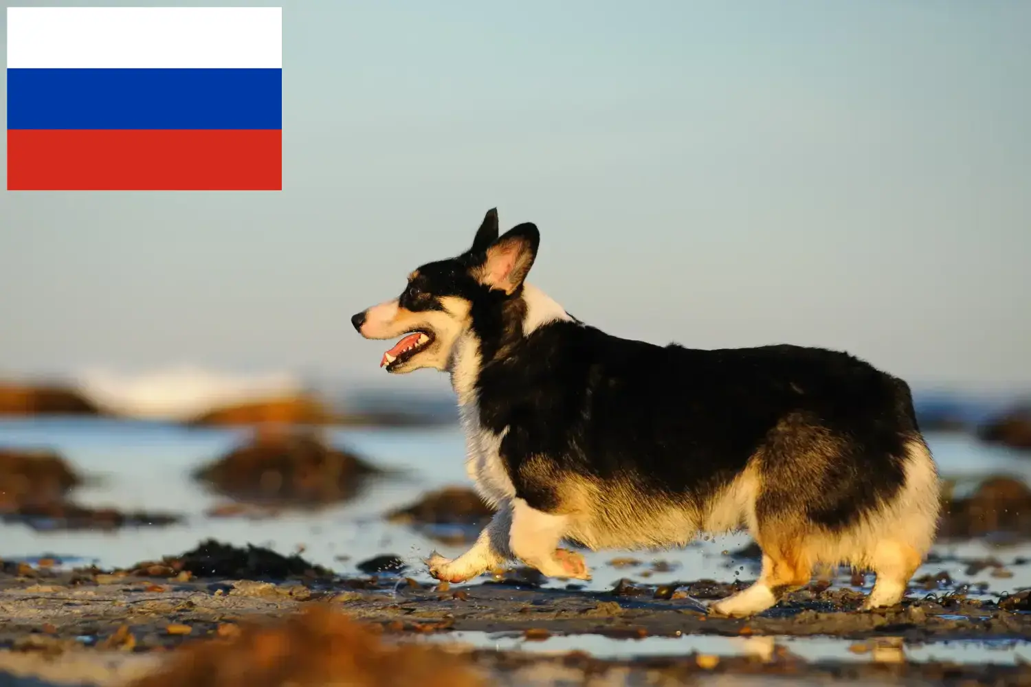 Welsh Corgi kölykök és tenyésztők Oroszország Itt találhat Welsh Corgis tenyésztőket Oroszországban.