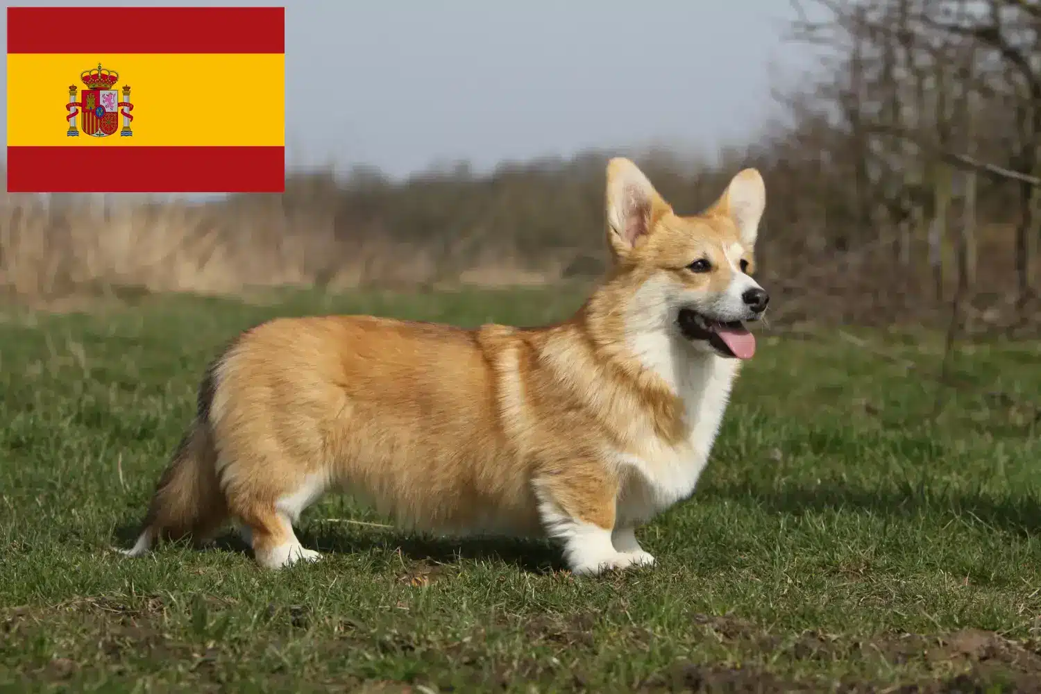 Welsh Corgi kölykök és tenyésztők Spanyolországban Itt megtalálja a spanyolországi welsh corgis tenyésztőket.
