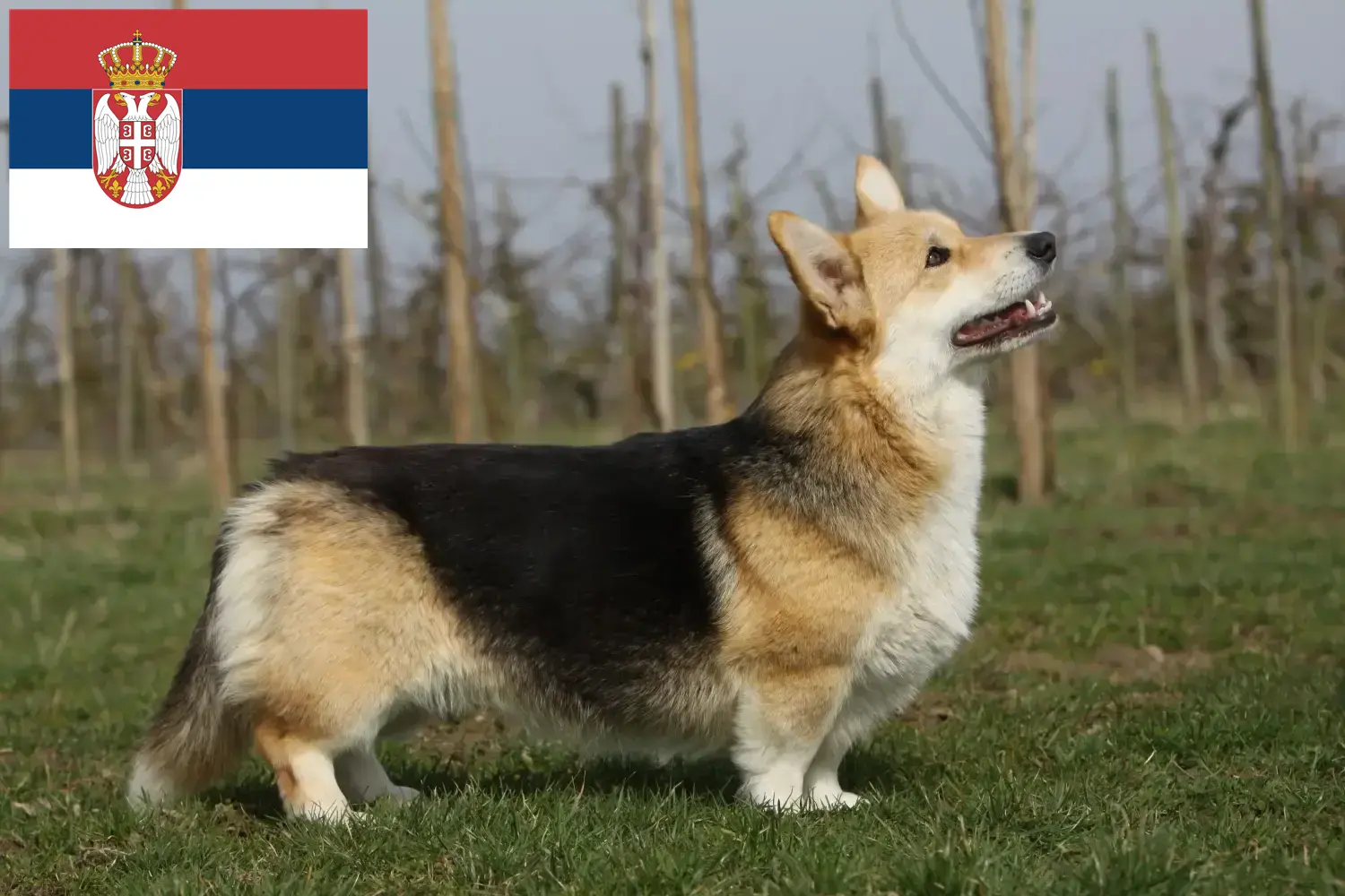 Welsh Corgi kiskutyák és tenyésztők Szerbia Itt megtalálod a Welsh Corgis tenyésztőket Szerbiában.