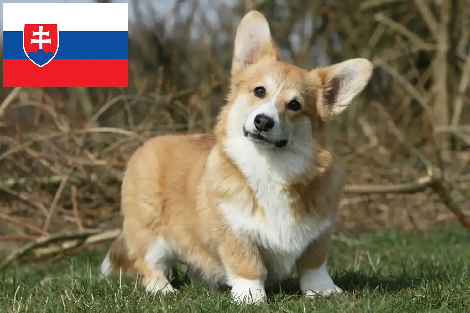 Welsh Corgi kölykök és tenyésztő Szlovákia Itt találhat Welsh Corgis tenyésztőket Szlovákiában.