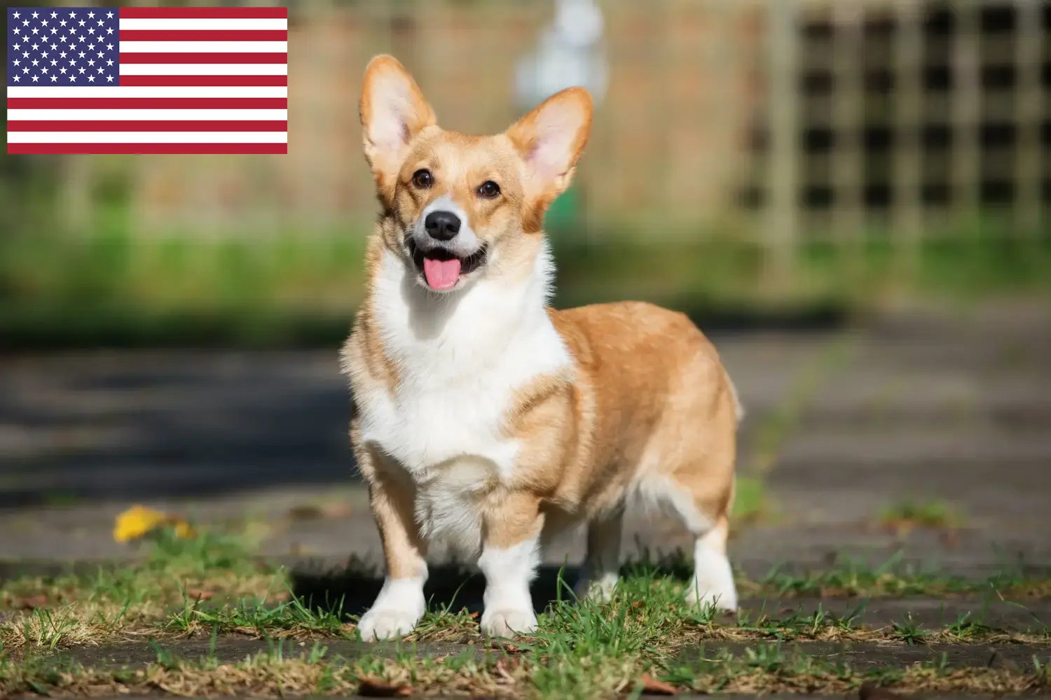 Welsh Corgi kiskutyák és tenyésztők USA Itt találhat Welsh Corgis tenyésztőket az USA-ban.