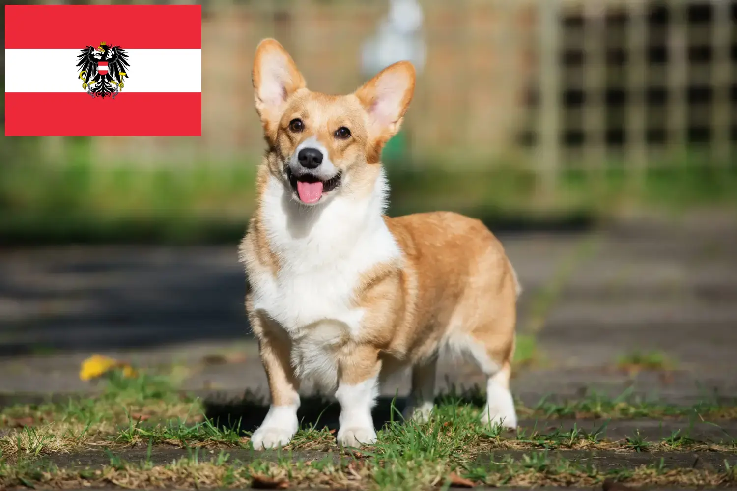 Welsh Corgi kölykök és tenyésztők Ausztria Itt megtalálod a Welsh Corgis tenyésztőket Ausztriában.