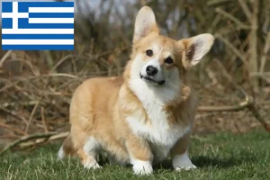 Read more about the article Welsh Corgi tenyésztők és kölykök Görögországban