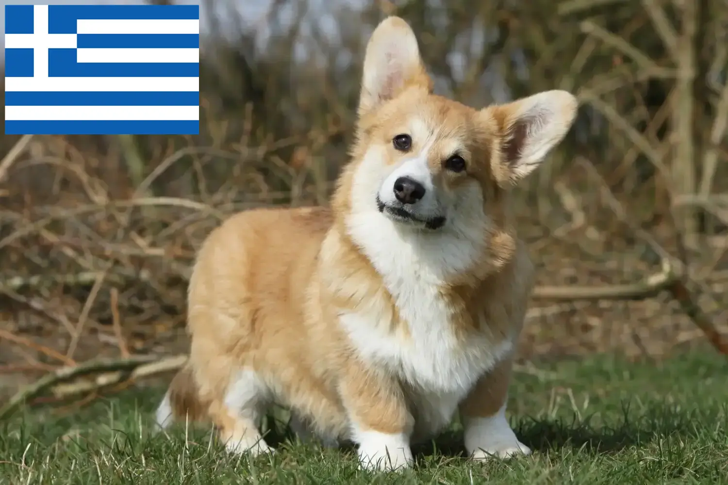 Welsh Corgi kölykök és tenyésztők Görögország Itt találhat Welsh Corgis tenyésztőket Görögországban.