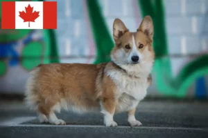 Read more about the article Welsh Corgi tenyésztők és kölykök Kanadában