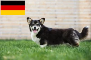 Read more about the article Welsh Corgi tenyésztők és kölykök Németországban