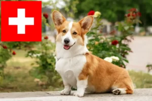 Read more about the article Welsh Corgi tenyésztők és kölykök Svájcban