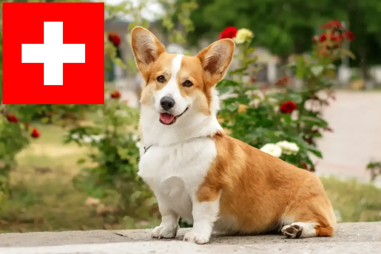 Welsh Corgi kölykök és tenyésztők Svájcban Itt megtalálja a Welsh Corgis tenyésztőket Svájcban.