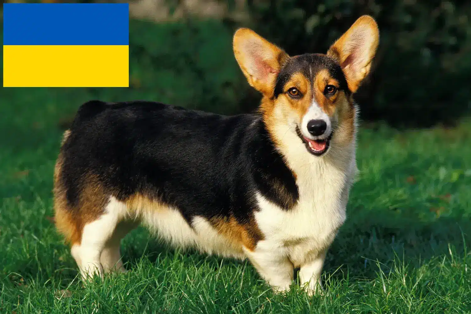 Welsh Corgi kölykök és tenyésztők Ukrajna Itt találhat Welsh Corgis tenyésztőket Ukrajnában.