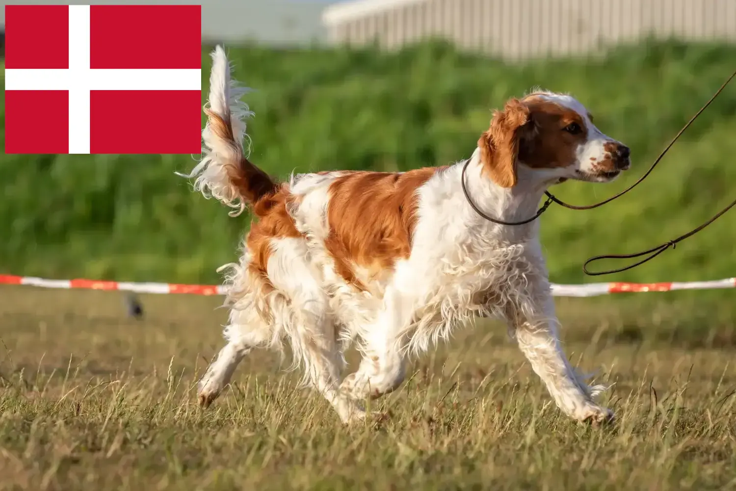 Welsh Springer spániel kiskutyák és tenyésztők Dánia Találd meg a Welsh Springer spániel tenyésztőket Dánia területén.