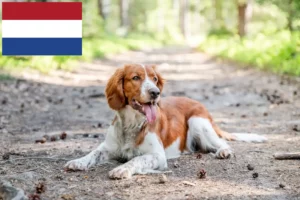 Read more about the article Welsh Springer spániel tenyésztők és kölykök Hollandiában