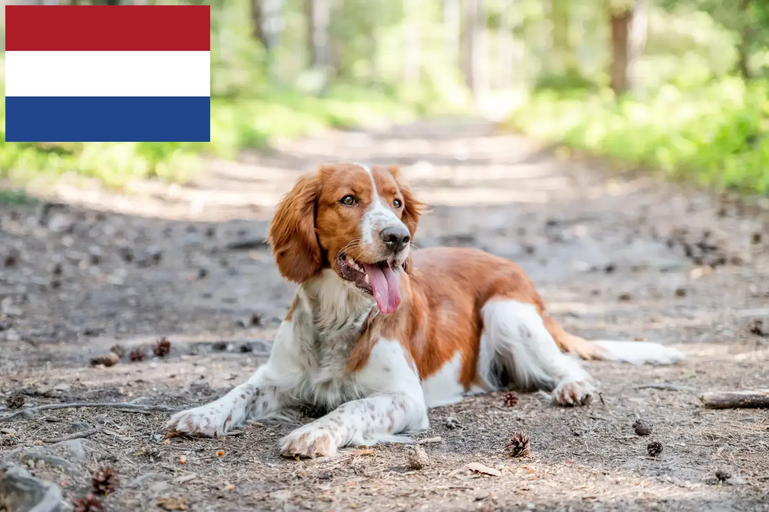 Welsh Springer spániel kiskutyák és tenyésztők Hollandia Keresse meg a Welsh Springer spániel tenyésztőket Hollandia területén.