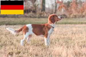 Read more about the article Welsh Springer spániel tenyésztők és kölykök Németországban