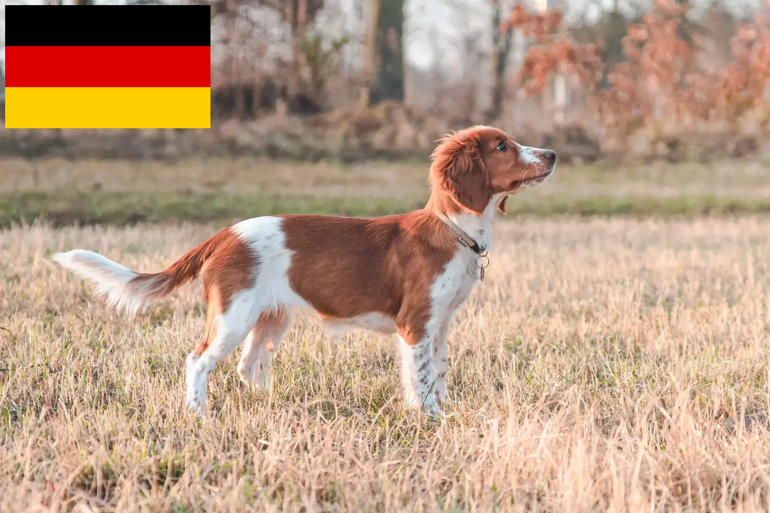 Welsh Springer spániel kiskutyák és tenyésztők Németország Itt találhat Welsh Springer spániel tenyésztőket Németországban.
