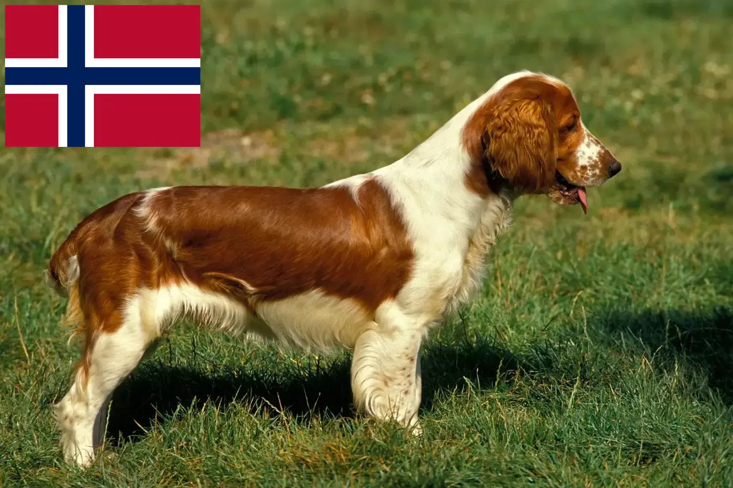 Welsh Springer spániel kiskutyák és tenyésztők Norvégia Találd meg a Welsh Springer spániel tenyésztőket Norvégia területén.