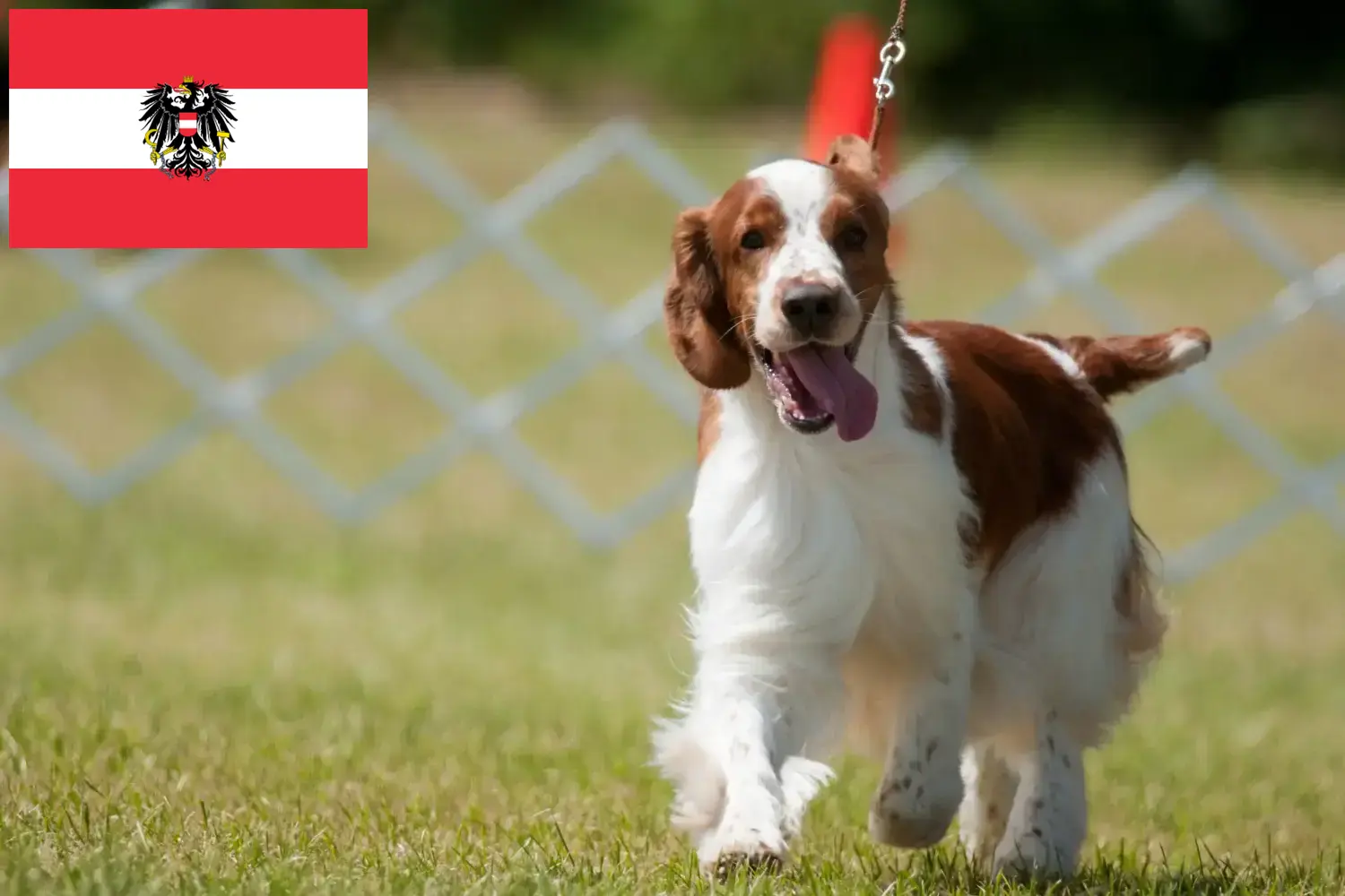 Welsh Springer spániel kiskutyák és tenyésztők Ausztria Itt találhat Welsh Springer spániel tenyésztőket Ausztriában.