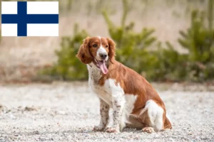 Read more about the article Welsh Springer spániel tenyésztők és kölykök Finnországban