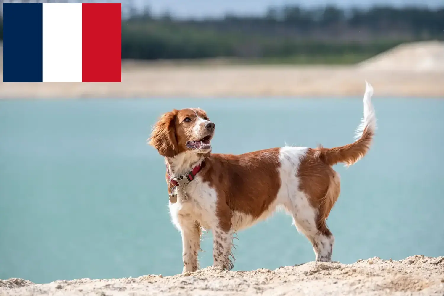 Welsh Springer spániel kiskutyák és tenyésztők Franciaország Itt találsz Welsh Springer spániel tenyésztőket Franciaországban.