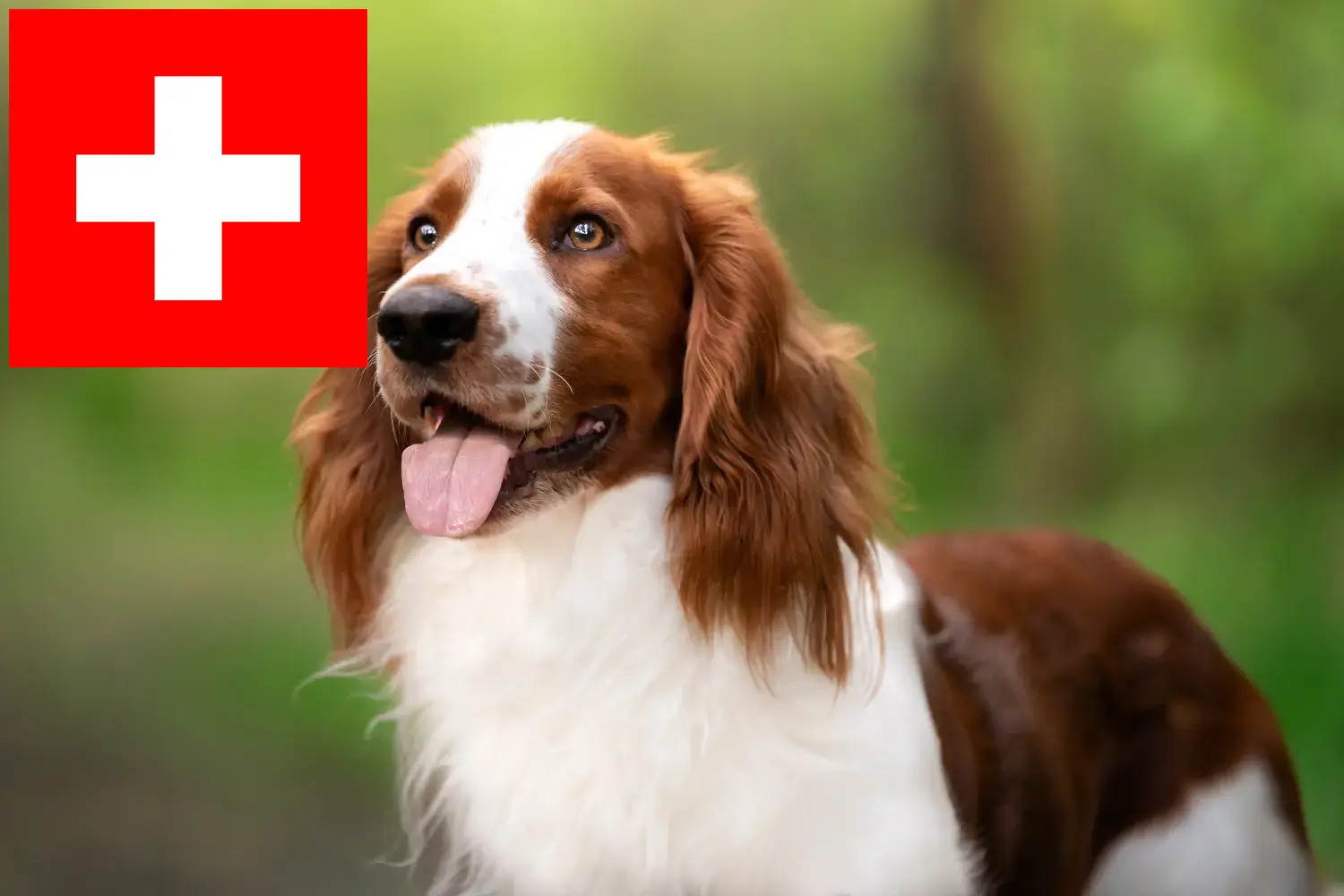 Welsh Springer spániel kölykök és tenyésztők Svájcban Itt találhat Welsh Springer spániel tenyésztőket Svájcban.