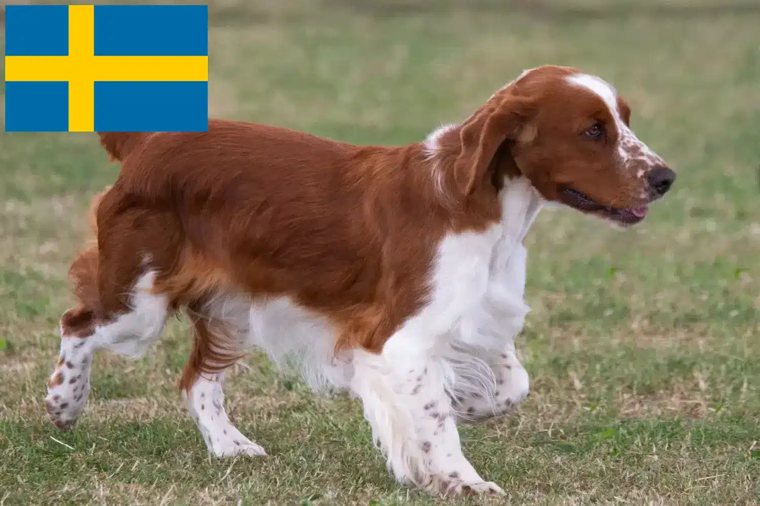 Welsh Springer spániel kölykök és tenyésztők Svédországban Itt találsz Welsh Springer spániel tenyésztőket Svédországban.