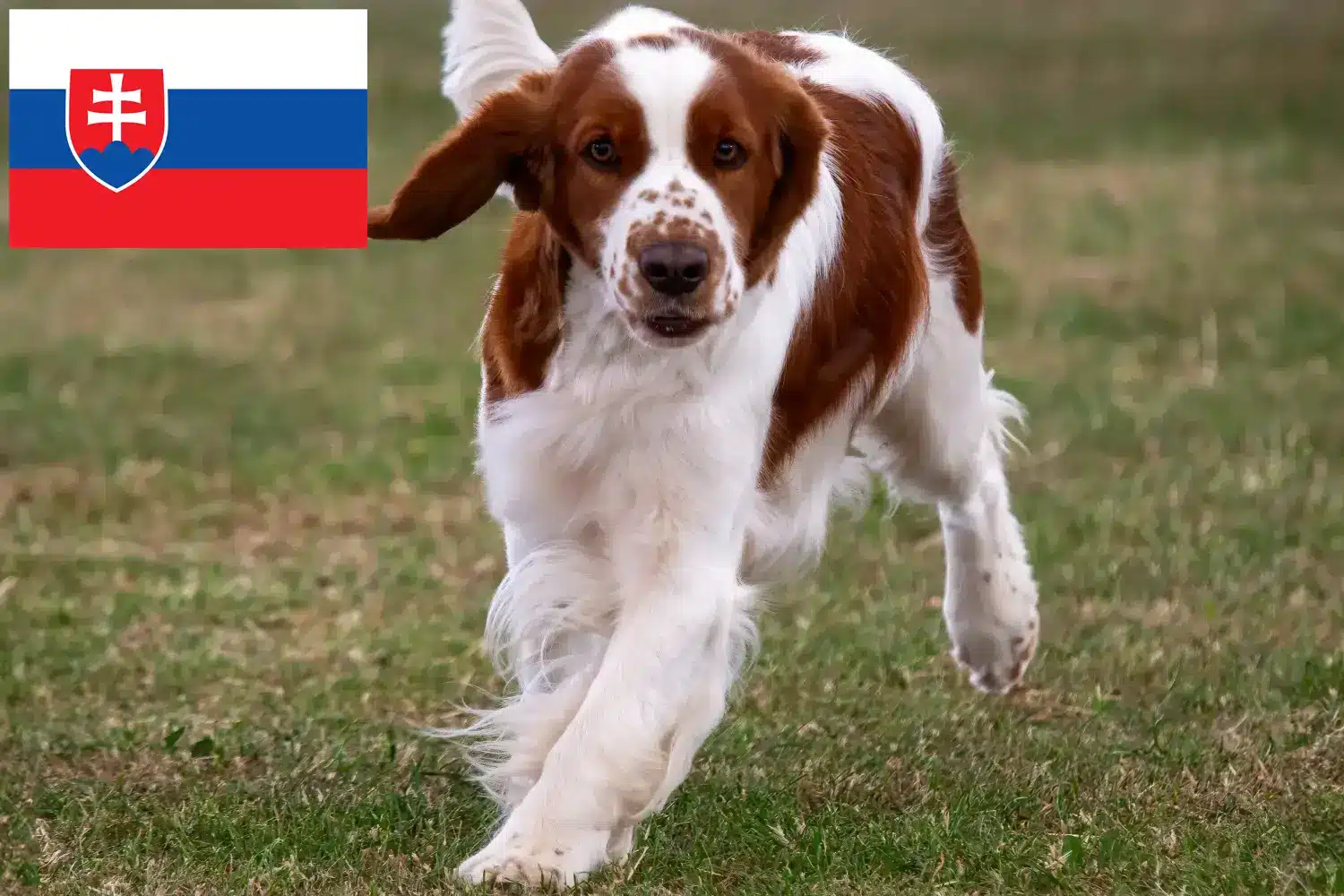 Welsh Springer spániel kiskutyák és tenyésztők Szlovákia Itt találsz Welsh Springer spániel tenyésztőket Szlovákiában.