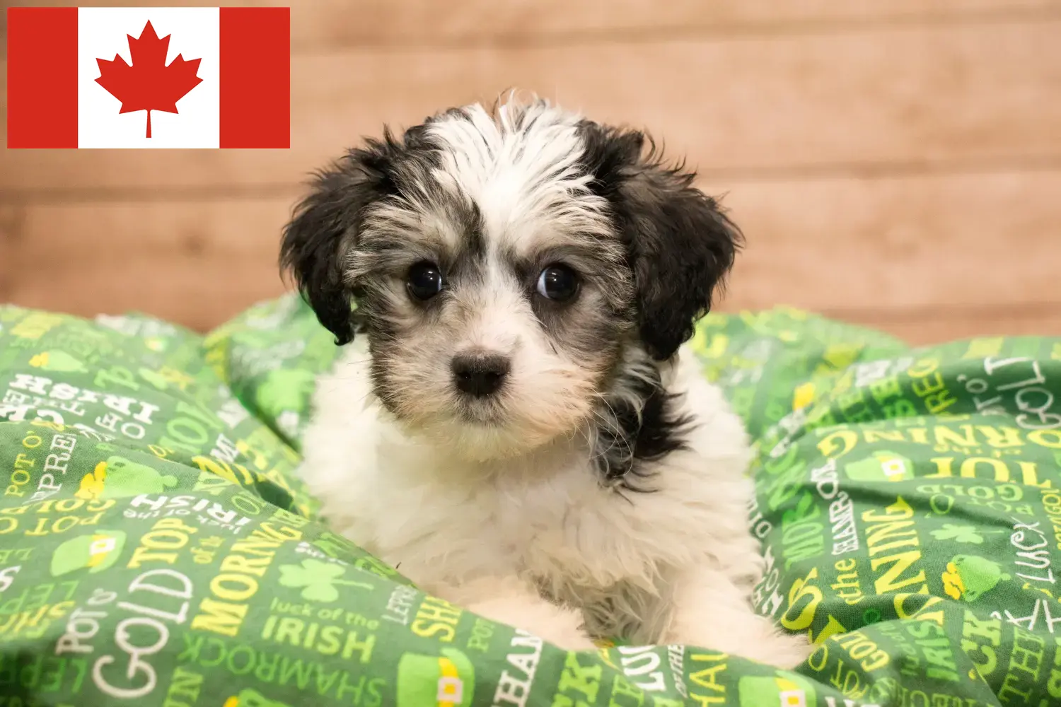 Yorkipoo kölykök és tenyésztők Kanada Itt találsz Yorkipoos tenyésztőket Kanadában.