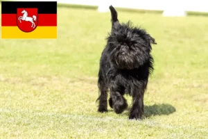Read more about the article Affenpinscher tenyésztők és kiskutyák Alsó-Szászországban
